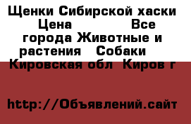 Щенки Сибирской хаски › Цена ­ 18 000 - Все города Животные и растения » Собаки   . Кировская обл.,Киров г.